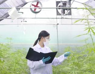 穿着实验室大褂的科学家在室内种植大麻